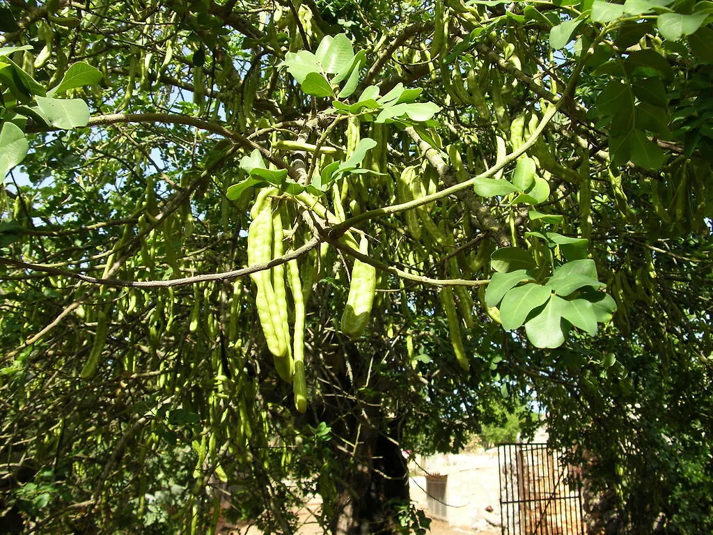 Finca Son Josep De Baix Calas de Mallorca