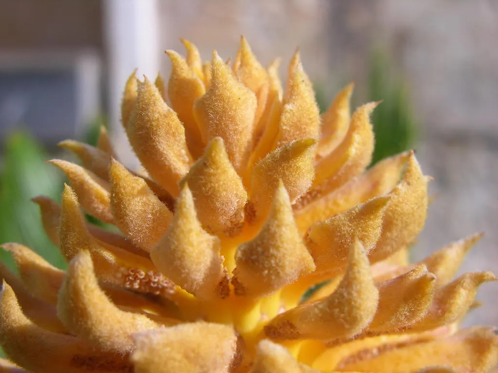 Finca Son Josep De Baix Calas de Mallorca 0*,